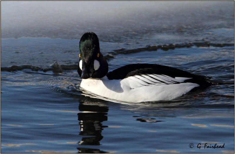 Cold Duck Stare