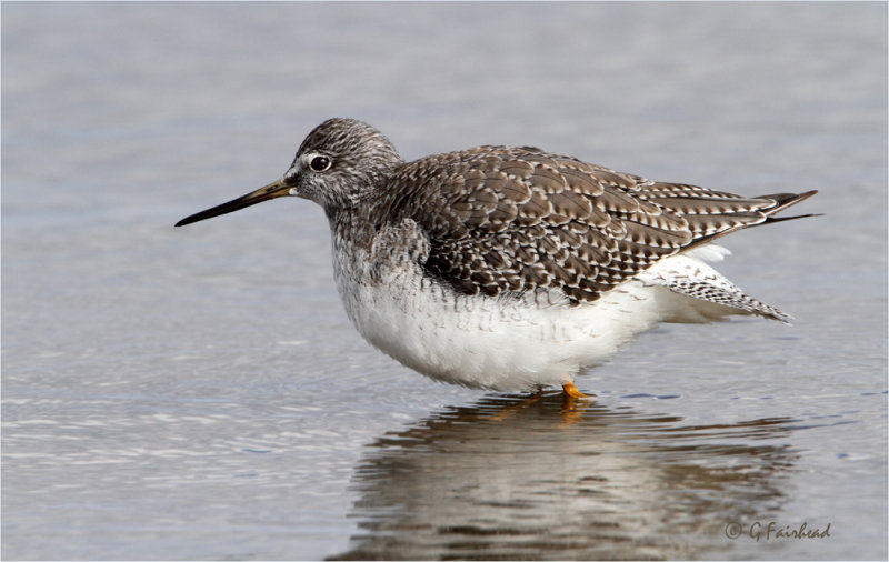 Greater Yellowlegs