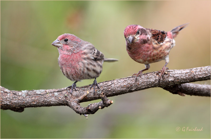 Purple Finch and House Finch Comparison 