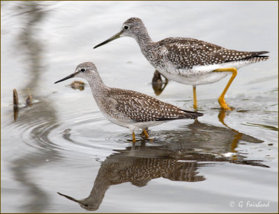 Yellow Legs.jpg