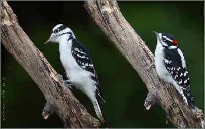 Hairy and Downy Woodpecker Comparison Composite