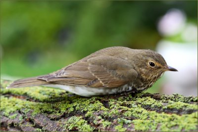 Swainsons Thrush