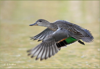 Green Winged Teal Take Off