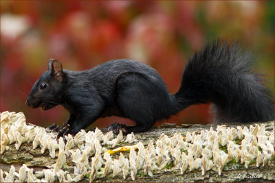 Fall Squirrel