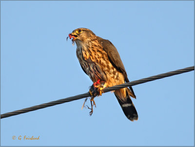 Merlin Eating Small Bird