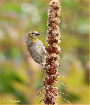 Goldfinch On Liatris