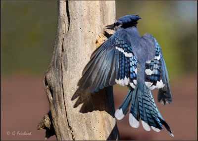 Blue Woodpecker