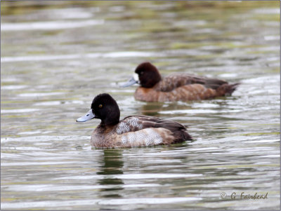 Lesse Scaup Male