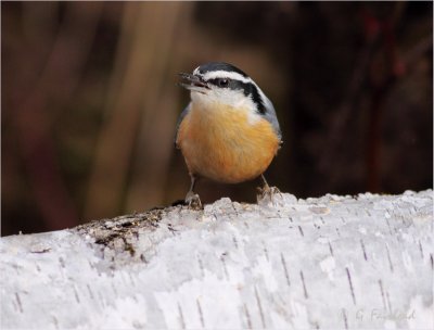 Nuthatch Stance