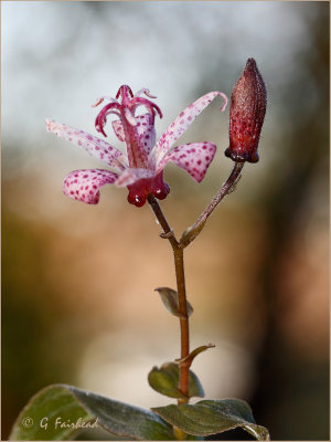 Tiny....Toad Lily