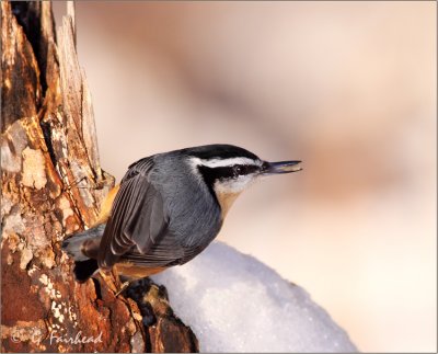 Compressed Nuthatch