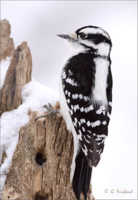 Hairy Woodpecker Female