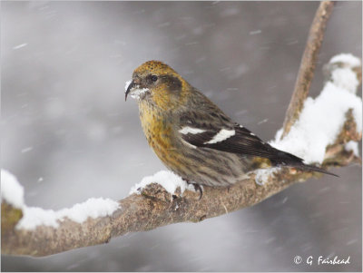 White Winged Crossbill Female in a Snow Storm