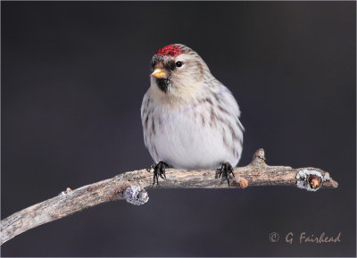 Cropped Redpoll with Shadow Reduced