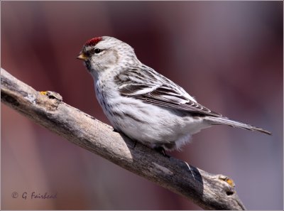 Hoary Redpoll Female