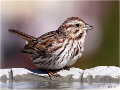 Thirsty Song Sparrow