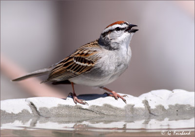 Chipping Sparrow Thirst