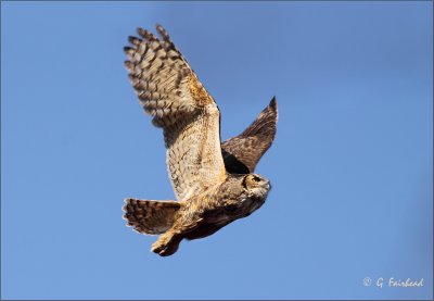 Female Great Horned Owl In Flight