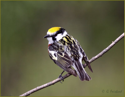 Chestnut Sided Warbler ( Back View)