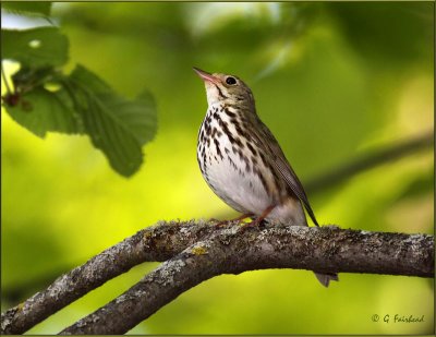 Ovenbird