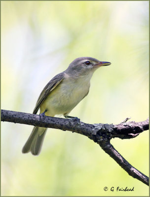 Warbling Vireo