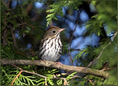 Wood Warbler