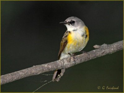 American Redstart Female