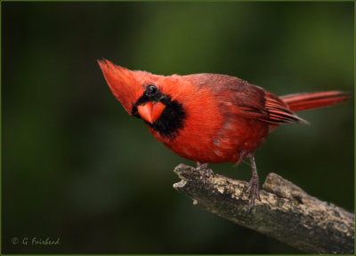 Cardinal Looking In