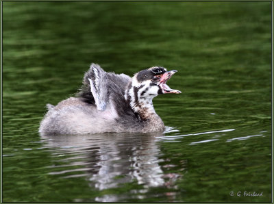 Young Pied -billed  Grebe