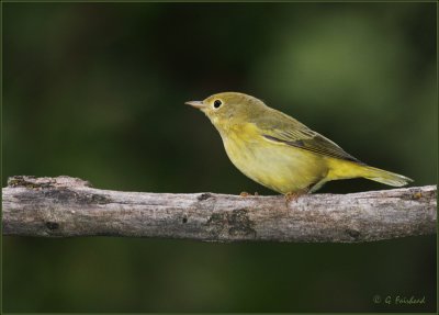 Warbler on a stick II