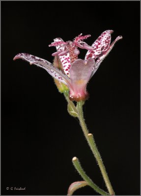 Toad Lily 2009