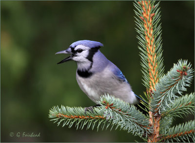 Spruced Up Bluejay In The Blue Spruce