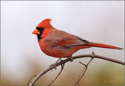 The Cardinal Rules