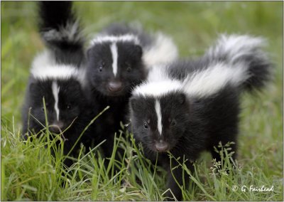 Oh Cool...Baby Black and White Foxes '-)