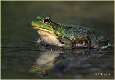 Frog2.jpg
