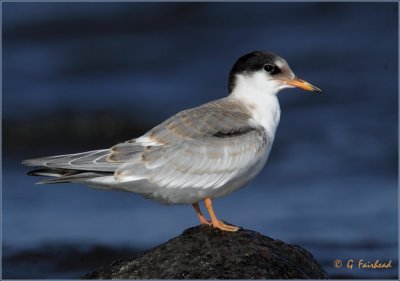 Fledged Common Tern