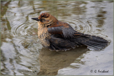 Rusty Blackbirds