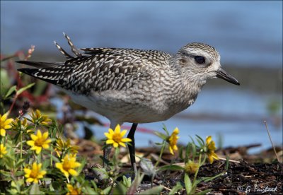 Plover and Flowers.jpg