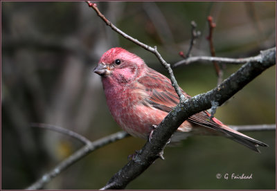 Purple Finch Male