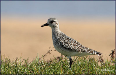 Blackbellied Plover