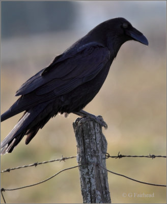 Backlit Common Raven