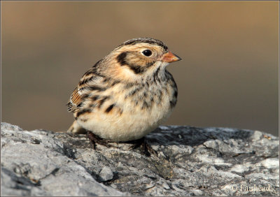 Lapland Longspur With Complimentary Light  And Colors