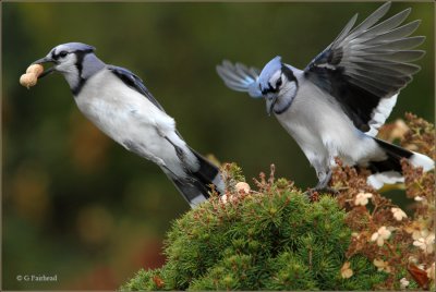 A Little Bluejay Action
