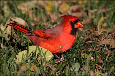 Norhern Cardinal In October