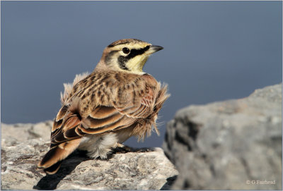 Horned lark On A Windy Day