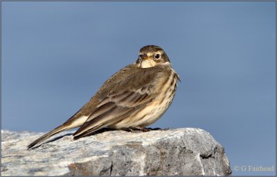 In Hindsight / American Pipit