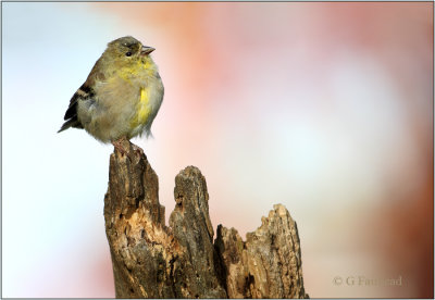 American Goldfinch Fall Colors