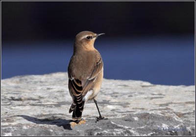 Northerm Wheatear Cropped Image