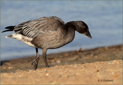 Juvenile Dark Morph Lesser Snow Goose