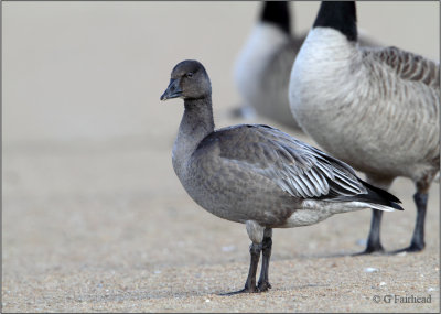 Juvenile Dark Morph Lesser Snow Goose